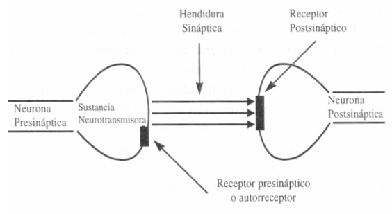Resultado de imagen de la vida es asi serotonina