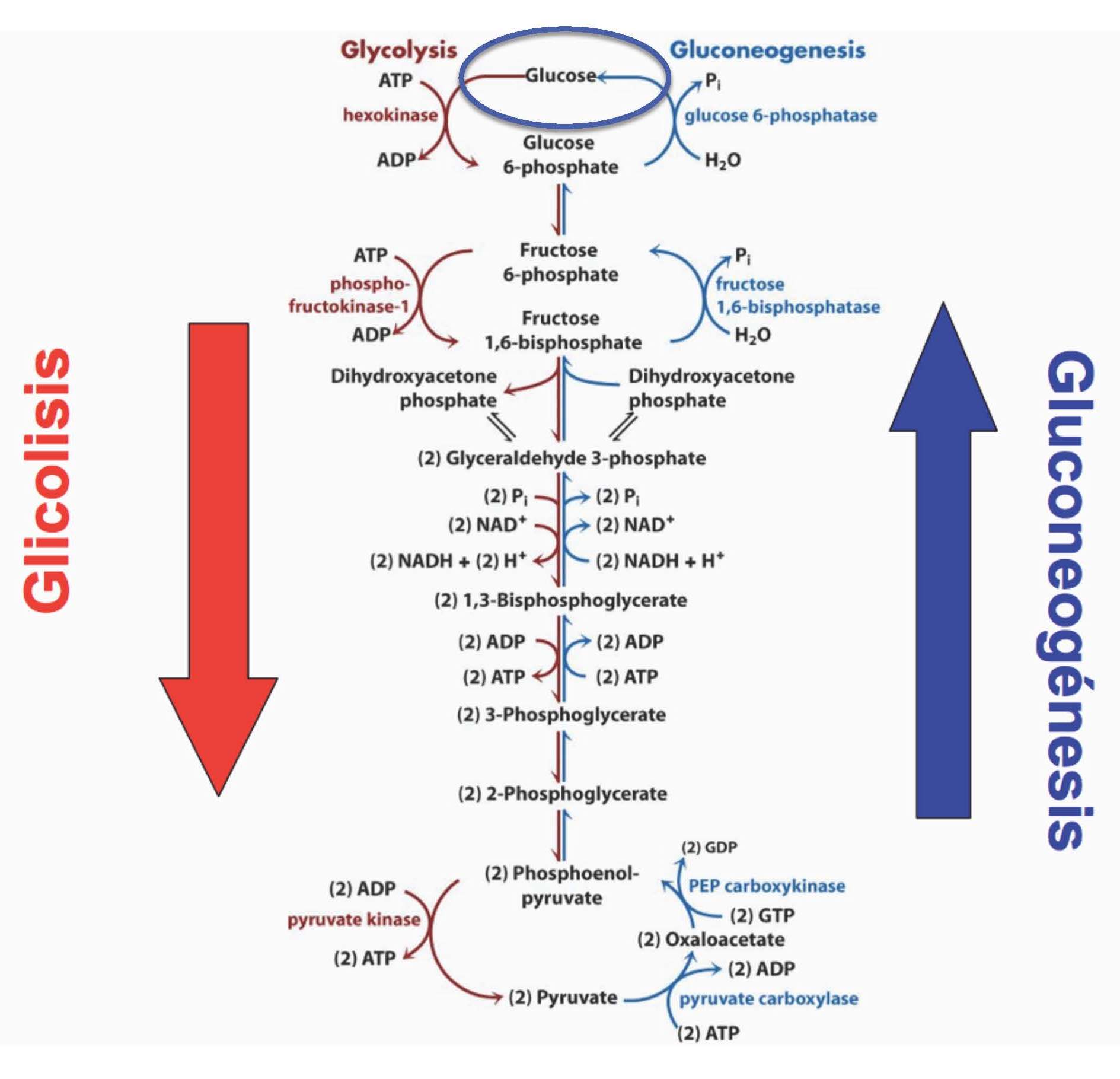 ubicacion celular de la glucogenolisis