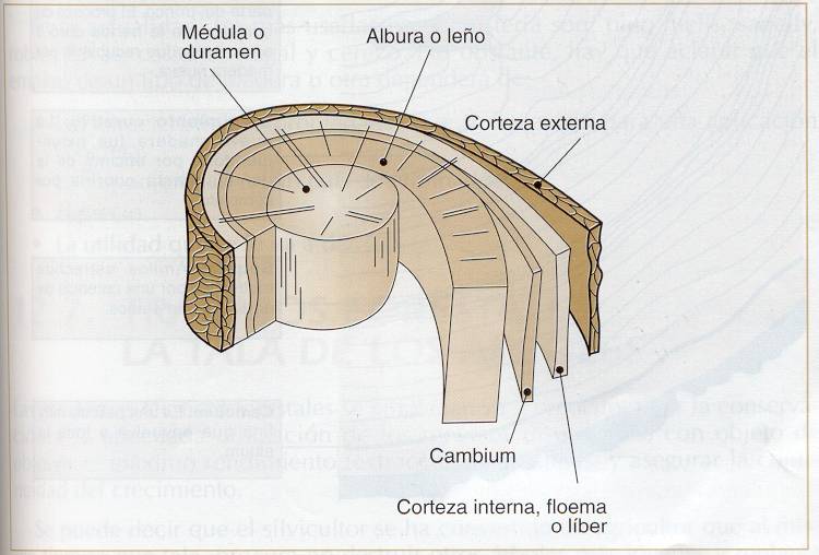 Encuentra aquí información de La Madera para tu escuela ¡Entra ya